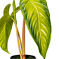 Green Alocasia Acuminata Potted 17"