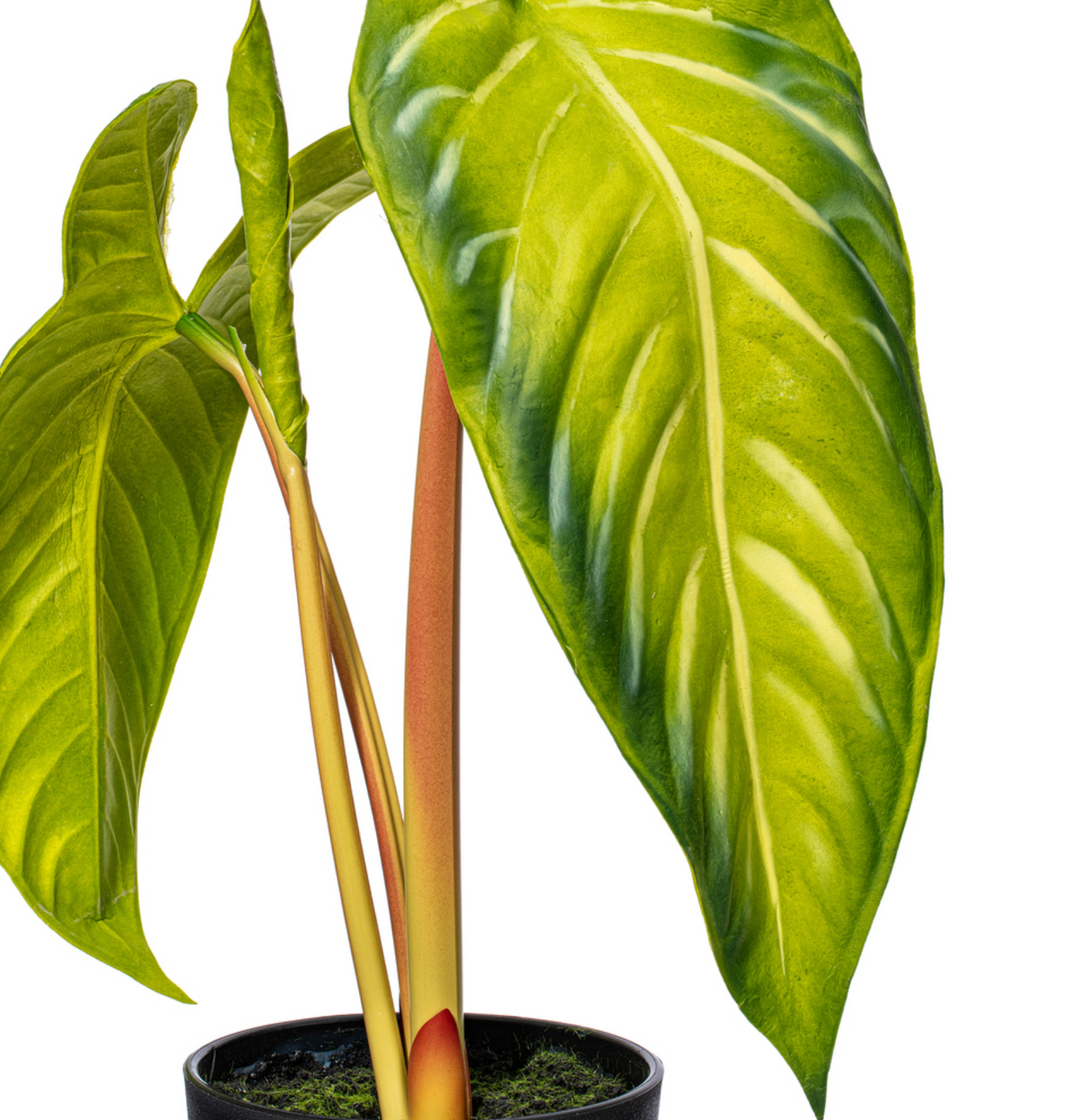 Green Alocasia Acuminata Potted 17"