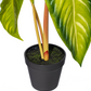 Green Alocasia Acuminata Potted 17"