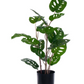 Monstera Potted 24" Plant
