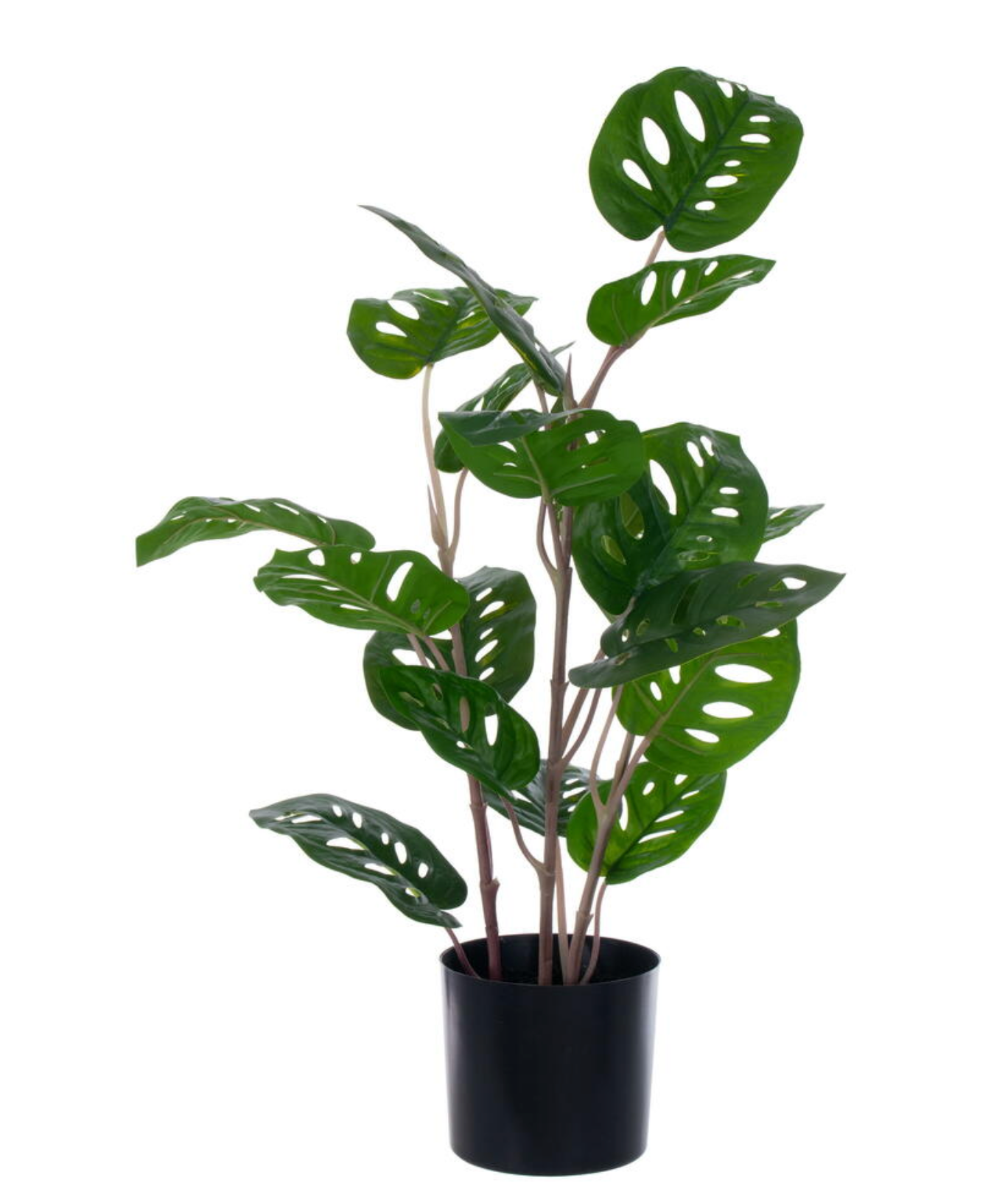 Monstera Potted 24" Plant