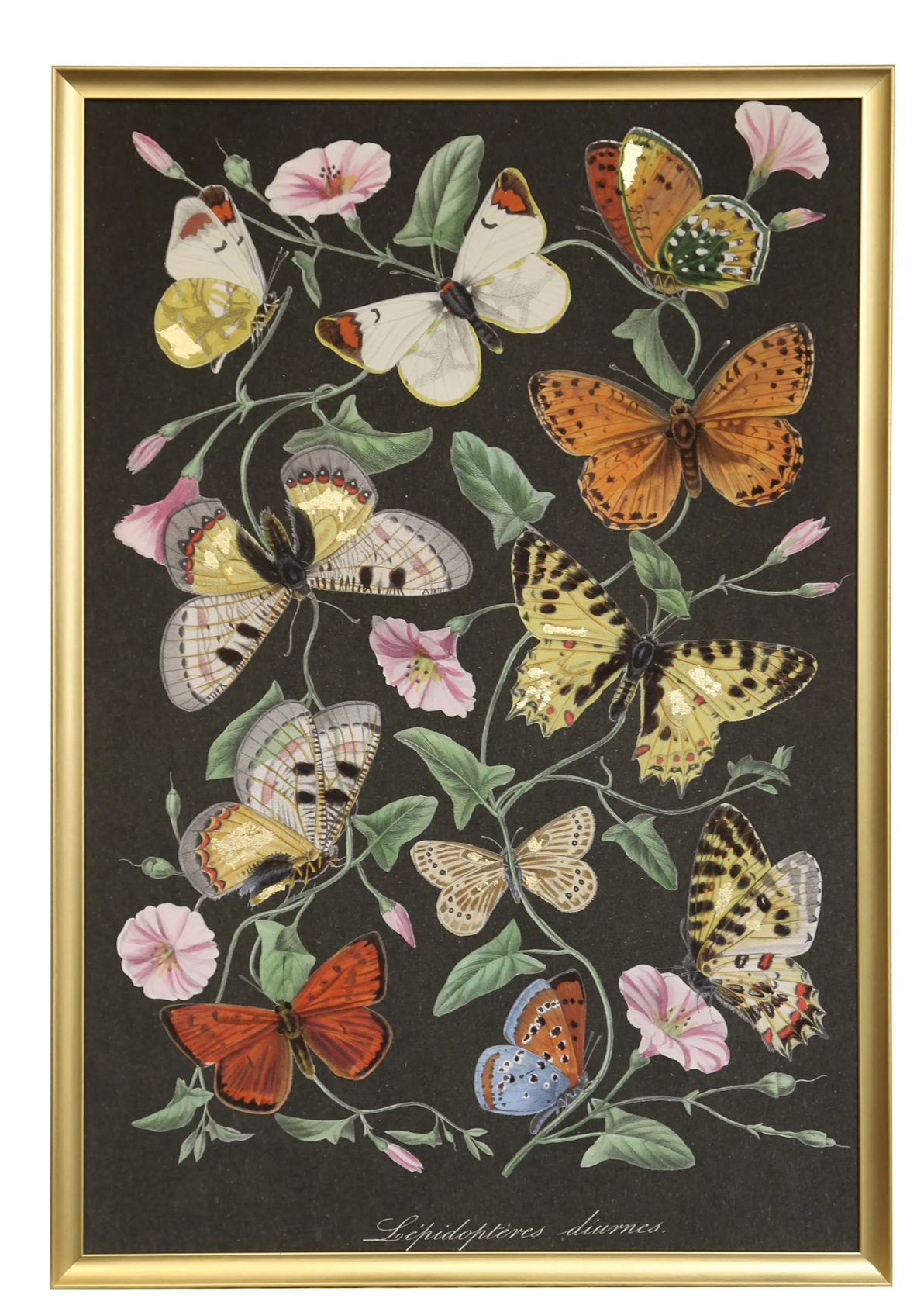 Le Jardin Des Plantes Framed Canvas