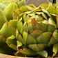 Faux Artichoke
