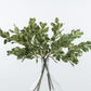 Pittosporum Leaf Stem