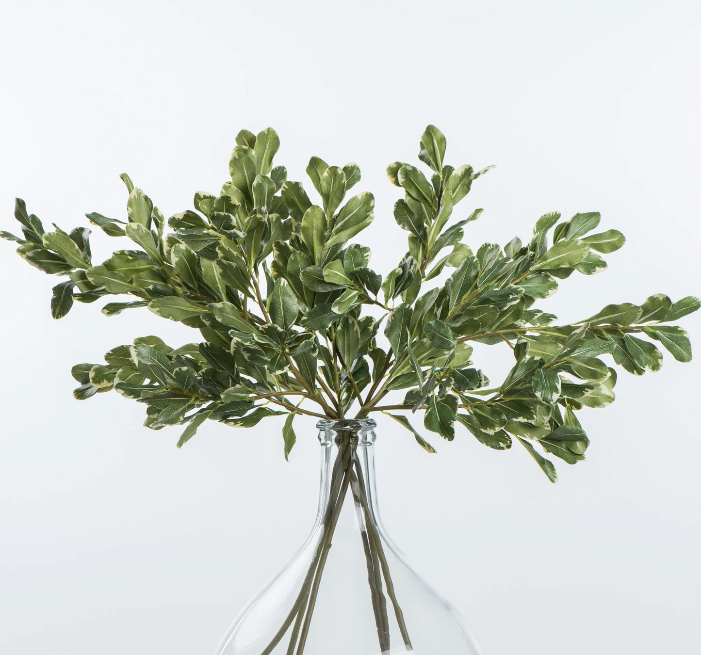 Pittosporum Leaf Stem