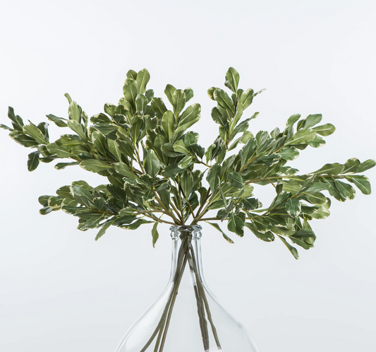 Pittosporum Leaf Stem