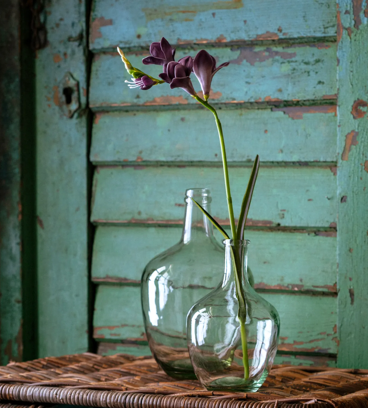 Southern Freesia Purple