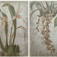Vanilla Orchid Botanical Prints