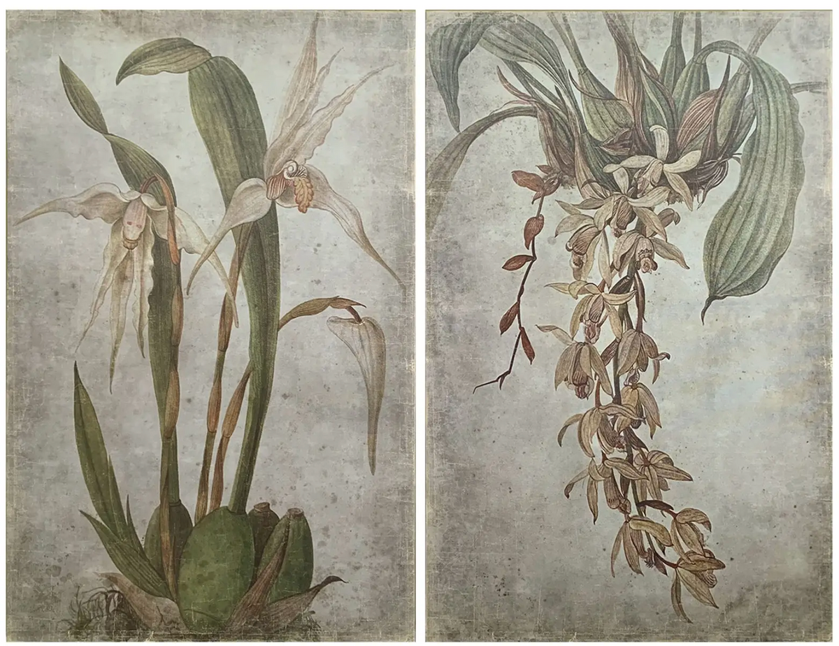Vanilla Orchid Botanical Prints