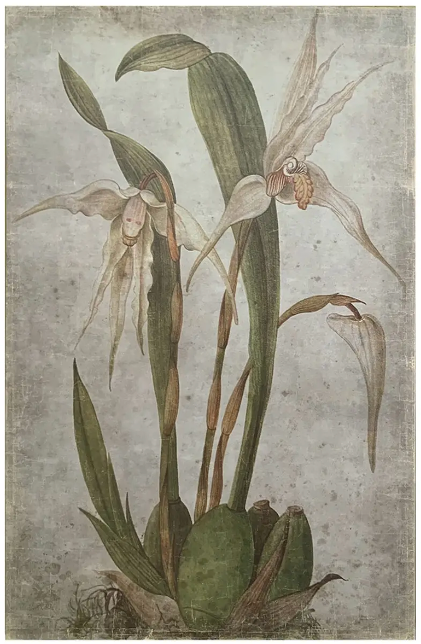 Vanilla Orchid Botanical Prints