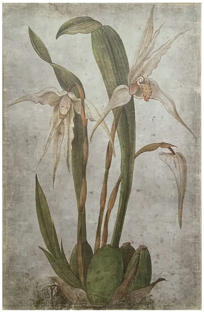 Vanilla Orchid Botanical Prints