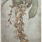Vanilla Orchid Botanical Prints