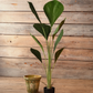 Potted Exotica Palm 63In.