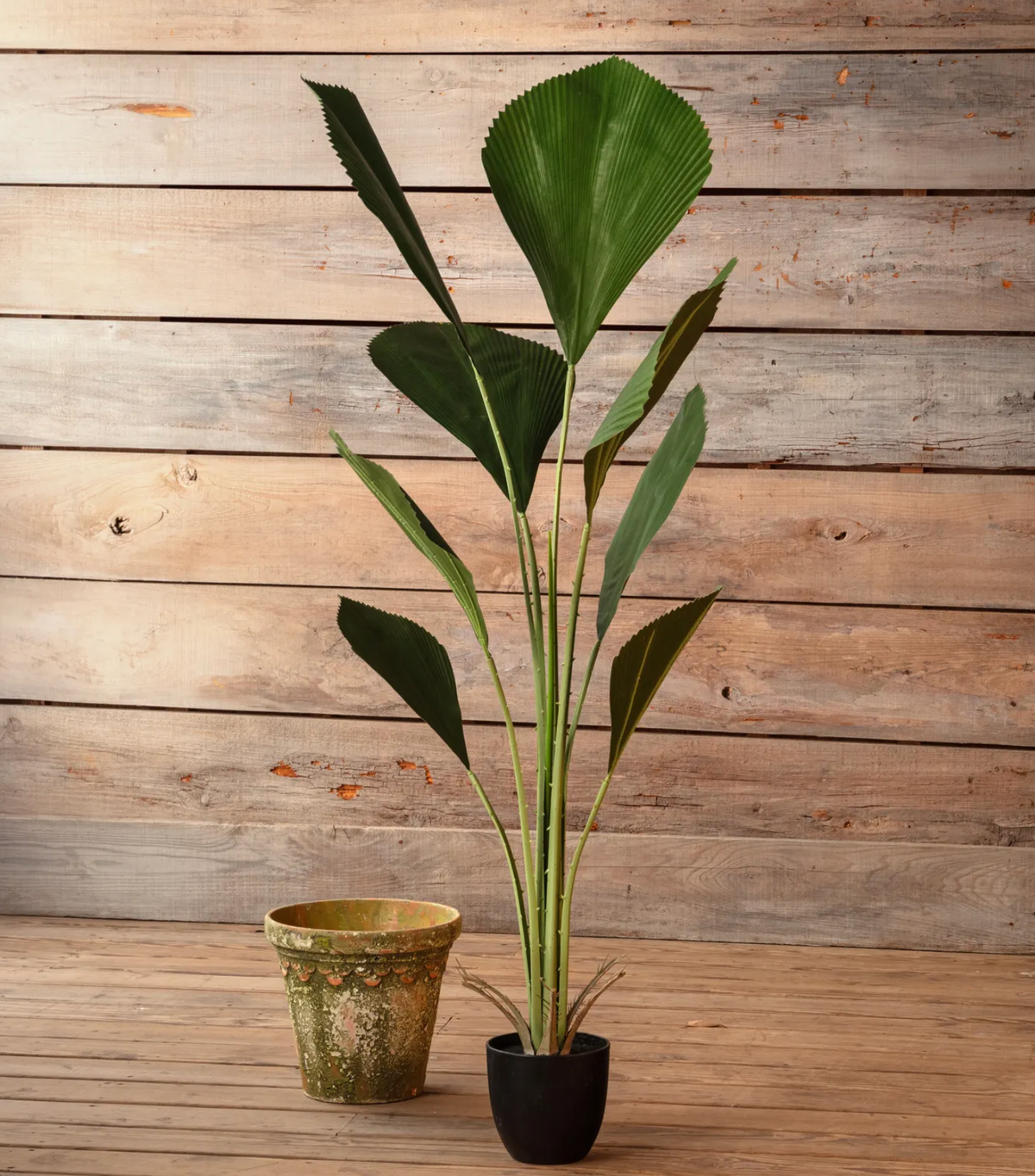 Potted Exotica Palm 63In.