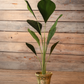 Potted Exotica Palm 63In.