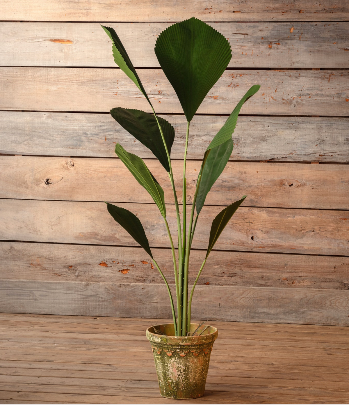 Potted Exotica Palm 63In.