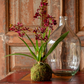 Maroon Mini Orchid Large Moss Ball