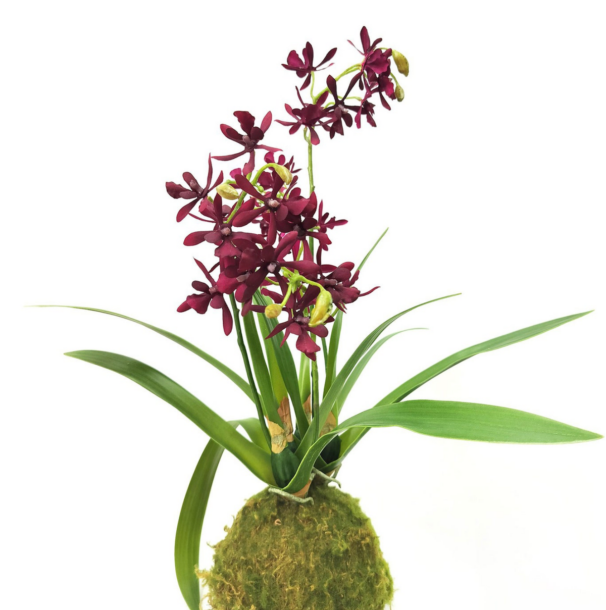 Maroon Mini Orchid Large Moss Ball