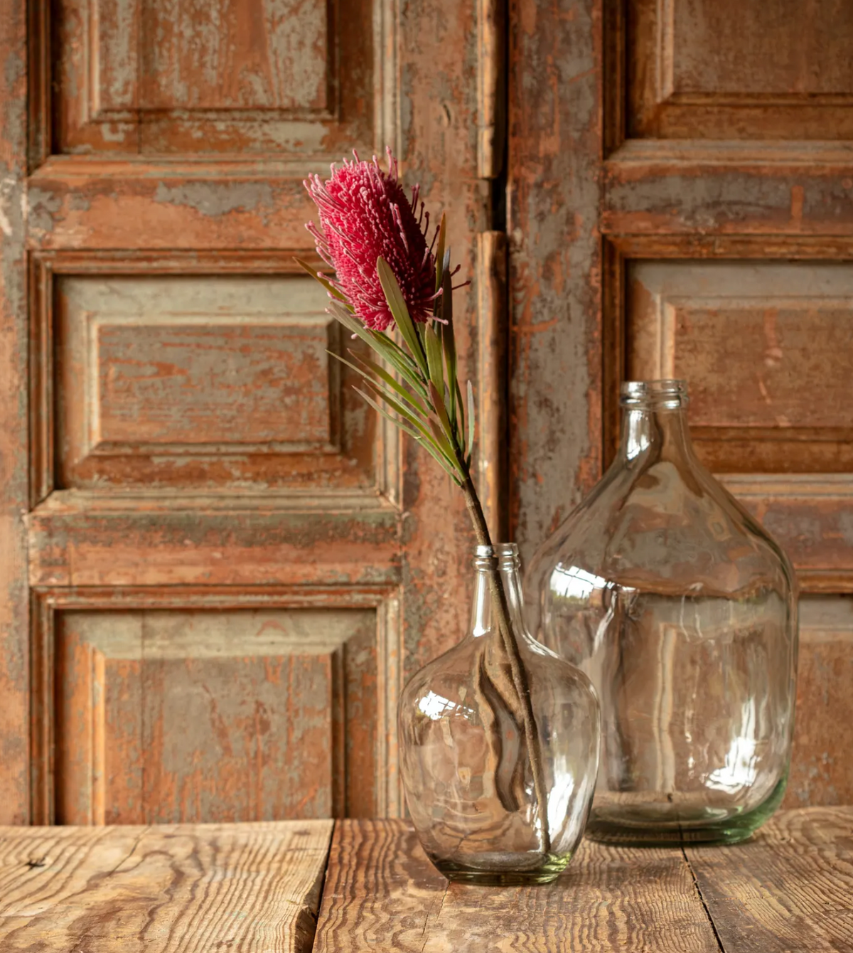 Banksia Protea