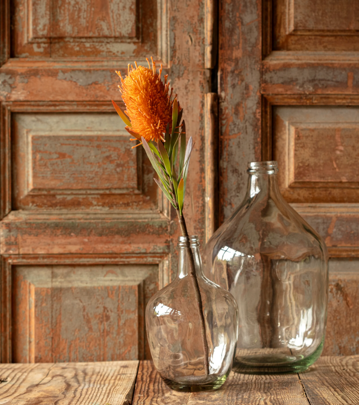 Banksia Protea