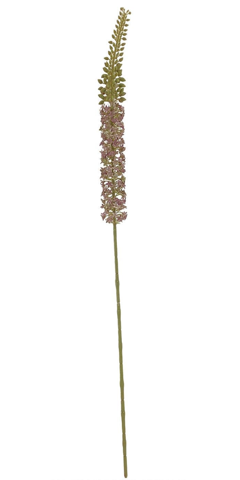 Lavender Foxtail Lily