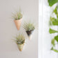 Tiny Ceramic Magnet Planter: Terracotta / With Plant