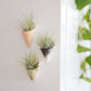 Tiny Ceramic Magnet Planter: Blush / With Plant