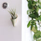 Tiny Ceramic Magnet Planter: Speckled White / With Plant