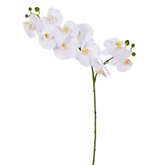 White Orchid Stem