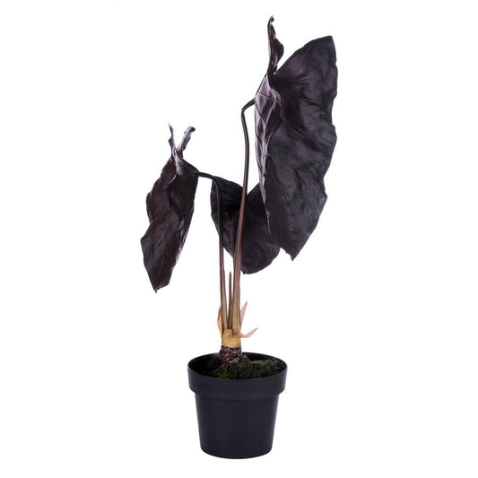 Alocasia Black Magic Potted Plant