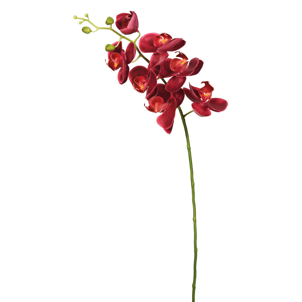 Magenta Orchid Stem