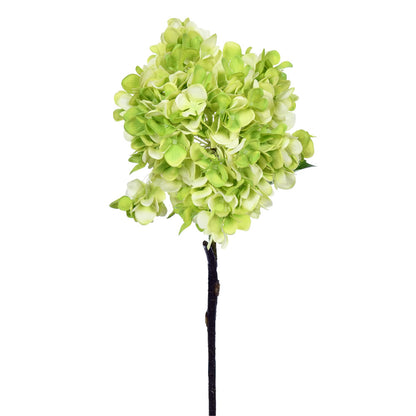 Hydrangea Stem