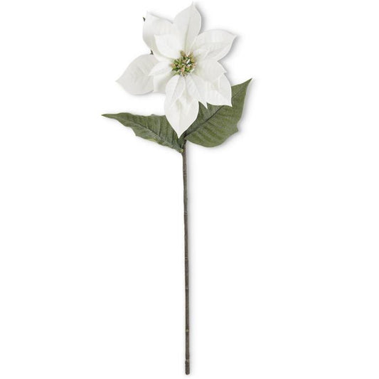 White Poinsettia Stem