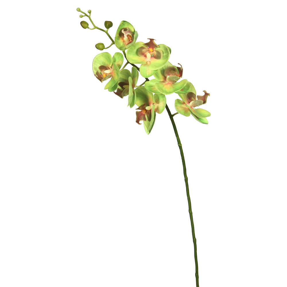 Green Phalaenopsis Orchid Stem