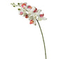White Phalaenopsis Orchid Stem