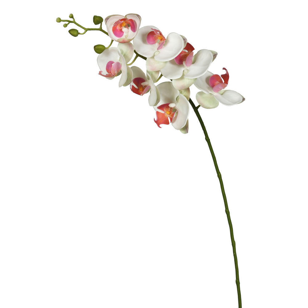 White Phalaenopsis Orchid Stem