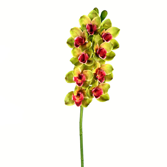 Cymbidium Stem