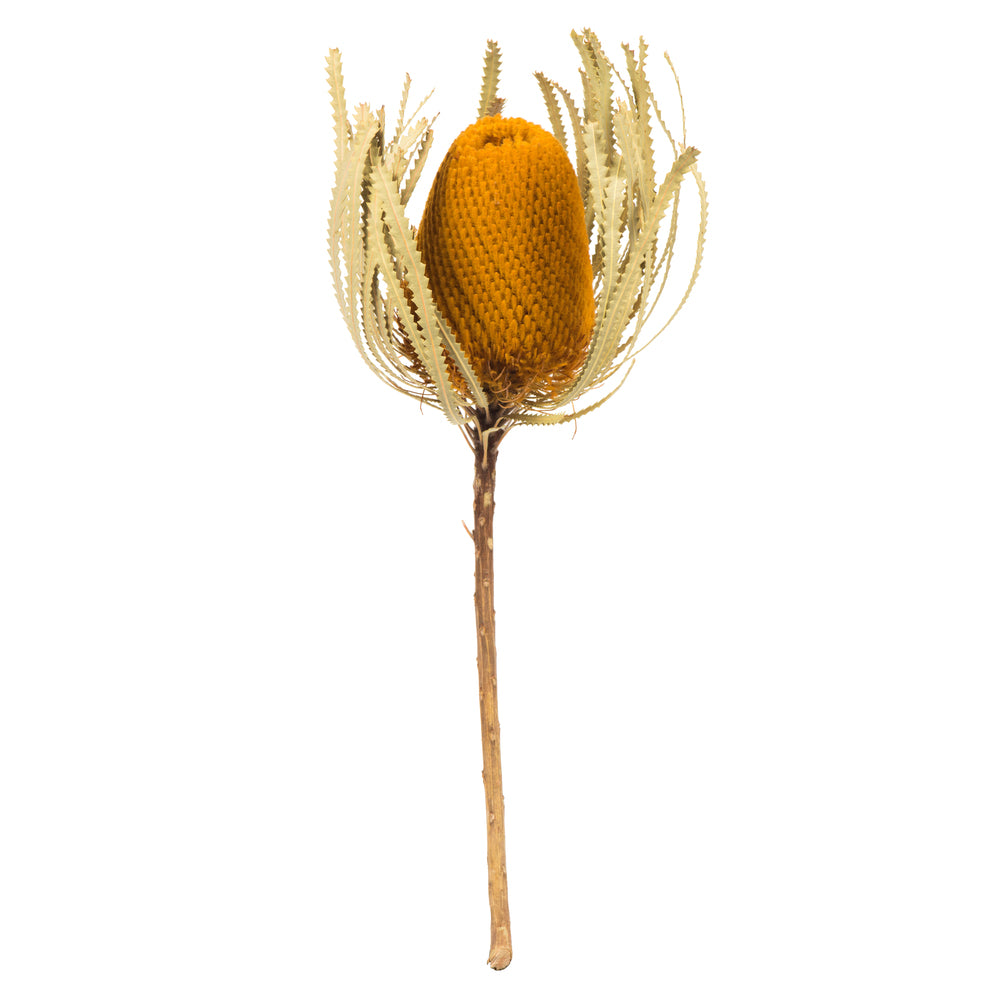 Aspen Gold Banksia Flower