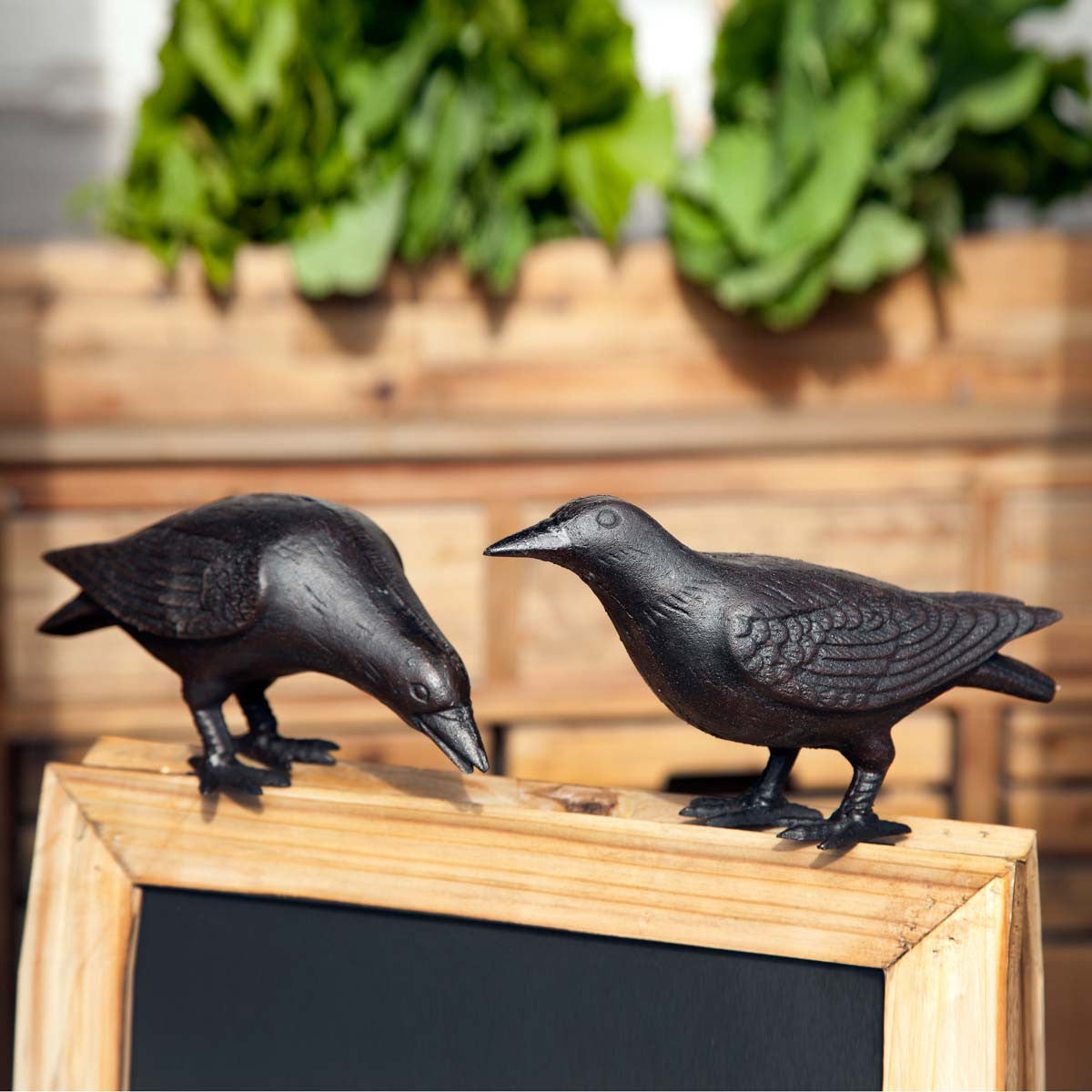 Crow