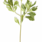 Pittosporum Leaf Stem