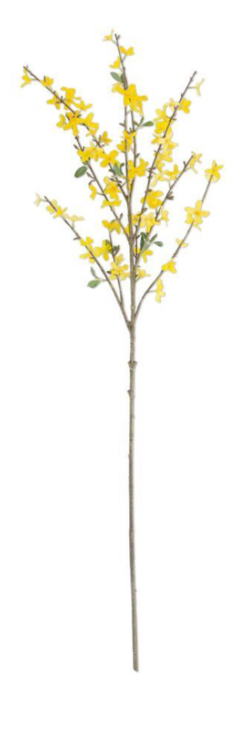 Forsythia Stem