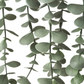 Eucalyptus in Pot