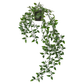 Ivy in Pot