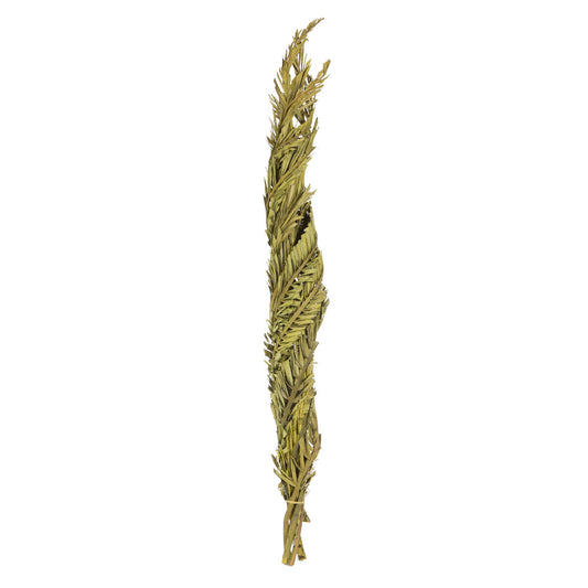 Twisted Basil Coco Palm