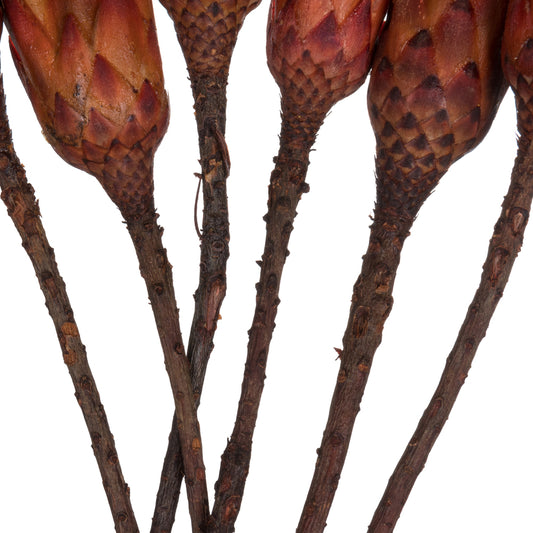 Red Repens Natural Stem