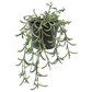 Small Rosemary in Pot