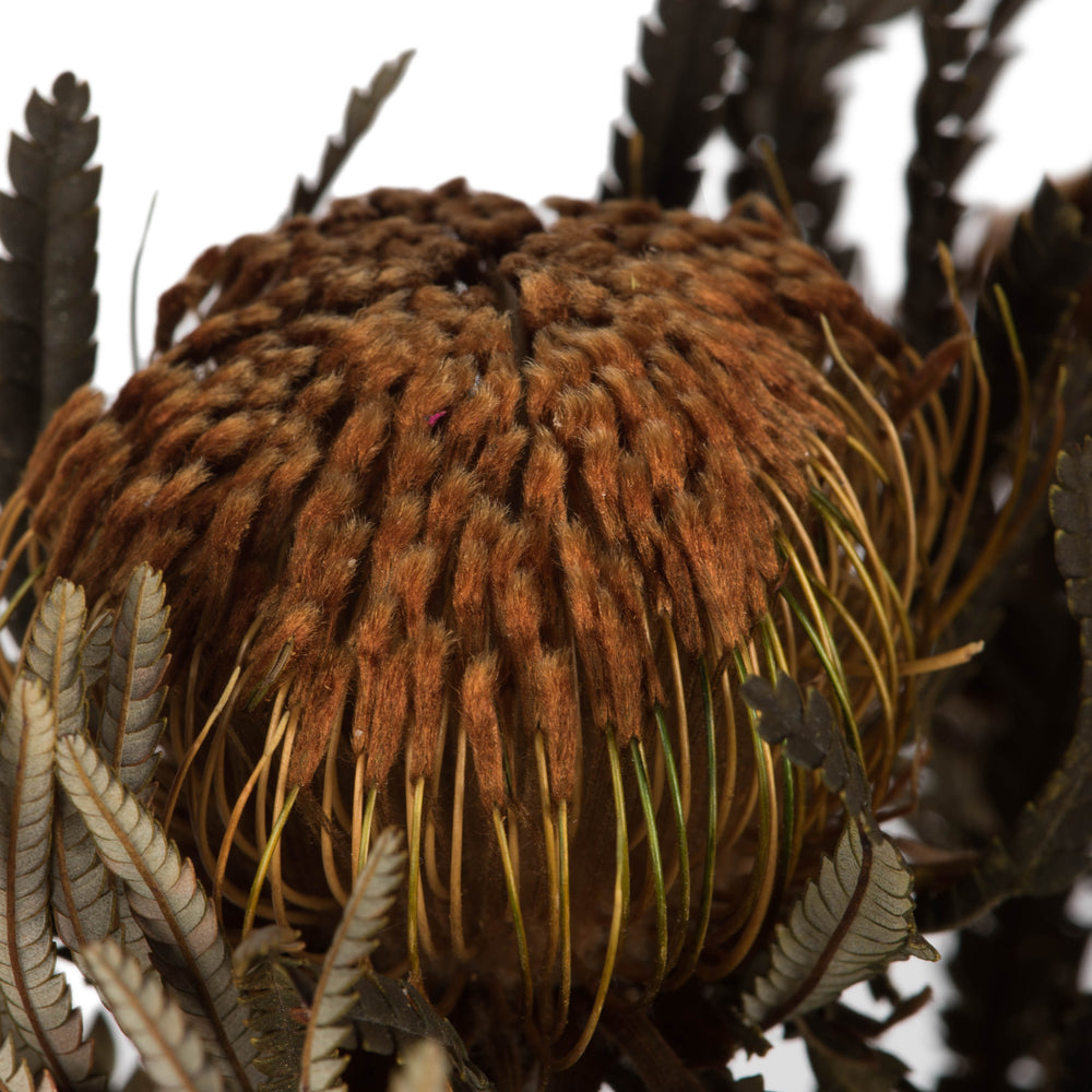 Autumn Banksia Foliage Flower