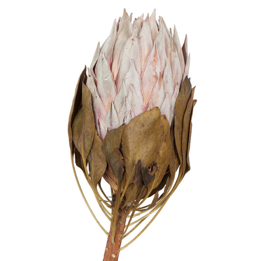 Blush King Protea